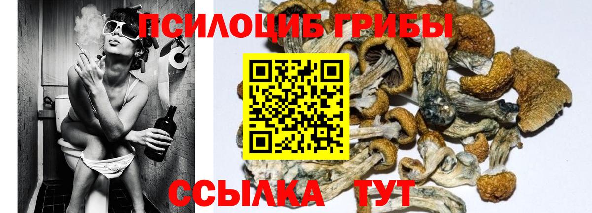 Псилоцибиновые грибы Cubensis  Вход с VPN  Псилоцибиновые грибы Cubensis  Осинники 