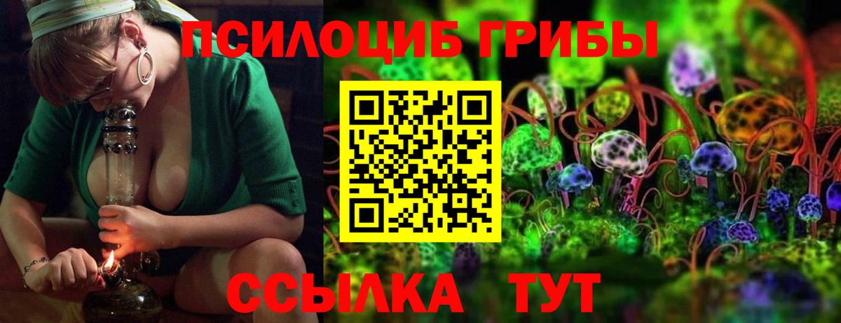 Галлюциногенные грибы Psilocybine cubensis Осинники